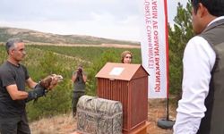 58 bin 22 yaban hayvanı tedavi edilerek doğaya salındı