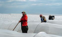 Adana’da örtü altı karpuz üretiminde sezon hareketliliği