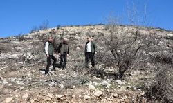 Yanan Sahalarda İlk Çimlenmeler Görülmeye Başladı