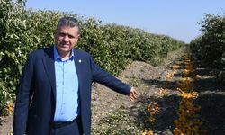 CHP'li Ayhan Barut'tan limonda gümrük vergisi eleştirisi