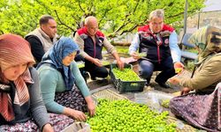 Seralarda erik hasadı başladı