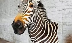 Trabzon Limanı’nda yaban hayvanı trofesi ele geçirildi