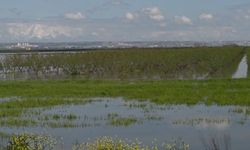 Adana’da tarım arazileri su altında kaldı