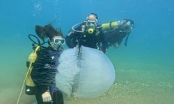 Poyraz denizanalarını kıyıya sürükledi
