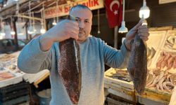 Akdeniz'de tropikal balık türleri görünmeye başladı