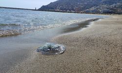 Balıkçıların ağlarına yüzlerce dev denizanası takıldı