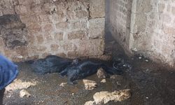 Tarsus’ta ahıra yıldırım düştü, 5 hayvan telef oldu