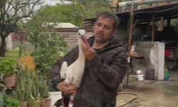 Göç yolundaki leyleklere av tüfeğiyle ateş ettiler