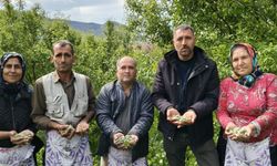 Silifke Turfan'da çağla hasadı erken başladı