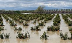 Tarsus'ta yağışlar tarım arazilerini vurdu