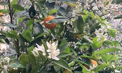 Mersin portakal çiçekleri açmaya başladı