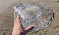 Mersin sahiline çok sayıda denizanası vurdu