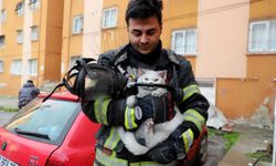 Alevlerin arasından hamile kediyi kurtardılar