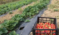 Cemre düştü, Anamurlu üretici telaşlandı