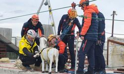 Türkiye ve İspanya, Afetlerde Hayvanları Korumak İçin El Ele Verdi
