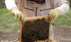 Arıcılık yapmak isteyen genç girişimcilere yüzde 70 hibe