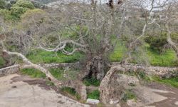 2 bin yıllık olduğu tahmin edilen çınar ağacı bulundu