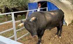 Boğa sahibini hastanelik etti