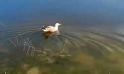 ‘Bulut’ isimli yaralı martı, bakımının ardından doğaya bırakıldı