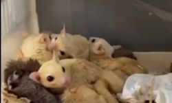 Yasa dışı yaban hayvanı ticareti operasyonunda 35 hayvan kurtarıldı