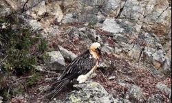 Doğaya bırakılan akbaba özgürce kanat çırpıyor
