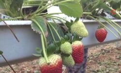 Çileğin kilogramı 160 liradan alıcısını buluyor