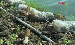 Mersin'de çiftçiler kuzugöbeği mantarı üretimini öğrenecek