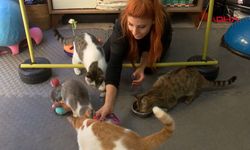 Fizik tedavi gören felçli 4 kedi için yuva arayışı