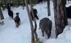 Bahar beklenirken kar geldi: Toroslarda hayvancıların zorlu mesaisi