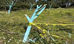 Çiftçilere ait yüzlerce ağaç kesildi