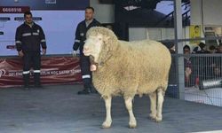 Damızlık koçta rekor, açık artırmada 1 milyonluk satış