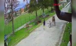4 yaşındaki çocuğa eşek saldırdı