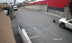 Sürücü köpeği ezdi yoluna devam etti