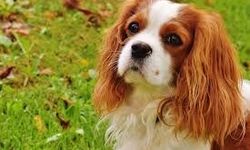 Sokakta evcil hayvan dışkısı bırakanlara ağır fatura