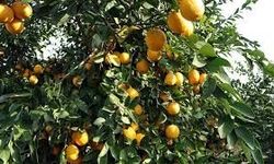 Limon ithalatında vergi indirimi