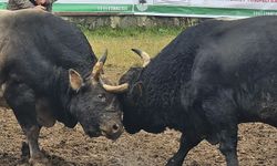 Boğaların menüsü fındık ve pekmez