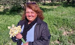 Nergis çiçekleri gelir kaynağı oldu