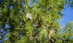 Ormanların düşmanı çam kese tırtılı uyarısı