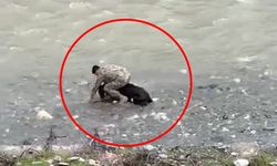 Sahibinden kaçan buzağıyı polis memuru yakaladı; o anlar kamerada