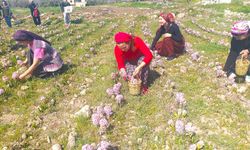 Viranşehir’de sümbül ve lale devri başlıyor