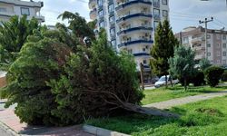 Parktaki dev ardıç ağacı fırtına nedeniyle devrildi