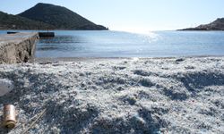 Yeşilovacık sahilinde görülmemiş çevre katliamı