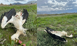 Göç yolundaki 5 leylek tüfekle vuruldu