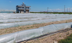 Tarım ve Orman Bakanlığı’ndan “marullar koyunlara yem edildi” iddiasına yalanlama
