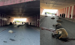 Hatay'da otomobilin çarptığı sürüdeki 17 koyun öldü