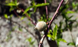 Çukurova’da bahar bereketi yüzleri güldürdü