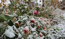 Mersin’de üreticilere zirai don uyarısı