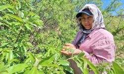 Baharın habercisi çağla pazara indi