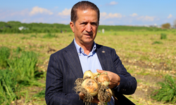 Turfanda soğanda hasat başladı, fiyatı arz-talep belirleyecek