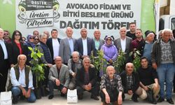 Anamur’da üreticiye destek: Avokado fidanı dağıtıldı